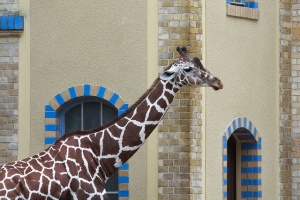 Mit nur 6 Jahren stirbt Giraffenbulle Abasi am 27. November 2015. Foto: wiseguy71