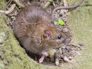 Wasserbetriebe brechen Berlins Ratten das Genick