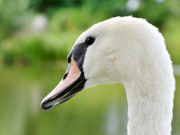 Schwäne im Tiergarten