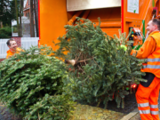 Die BSR holt die Weihnachtsbäume der Berliner wie jedes Jahr kostenlos ab. (Foto: BSR)