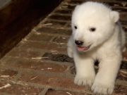 Berlins Eisbär nach zehn Wochen