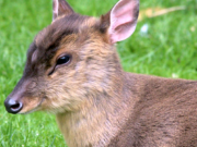 Muntjaks EU-Verbot Zoo muss chinesische Kleinhirsche töten