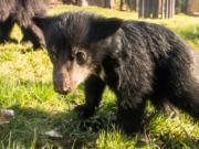 Zoo Berlin Lippenbär braucht Namen