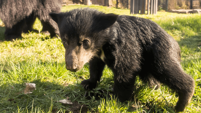 Zoo Berlin Lippenbär braucht Namen