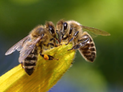 Berliner Imker melden ein massives Bienensterben im letzten Winter.